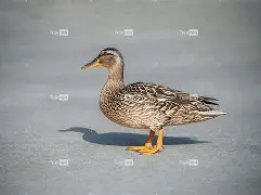 九游体育-0€淵