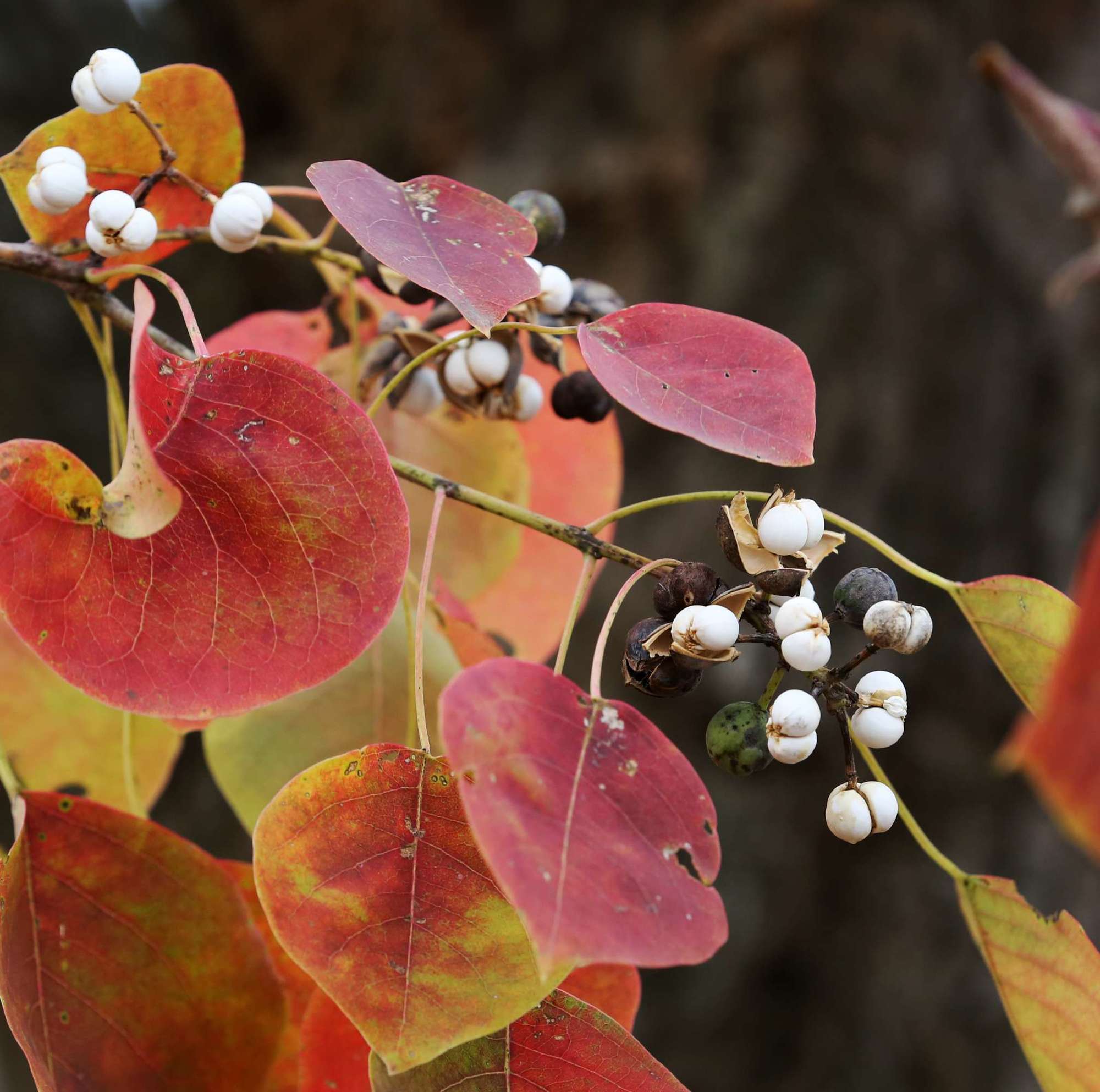 鈭瀀3xckwt1ztoa2da鈭